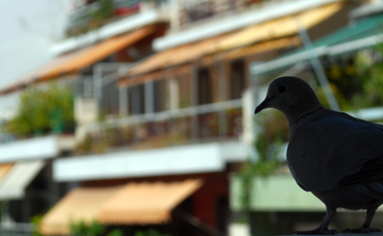 pigeon_silohuette pigeon_silohuette